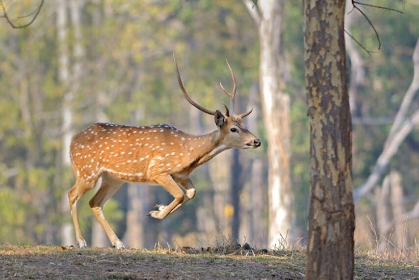 Chandrapur_Tadoba_national_park_1