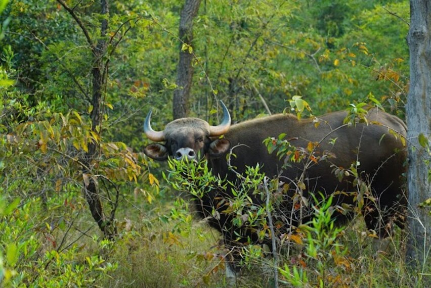 Chandrapur_Tadoba_national_park_2