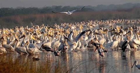 Khijadiya Bird Sanctuary