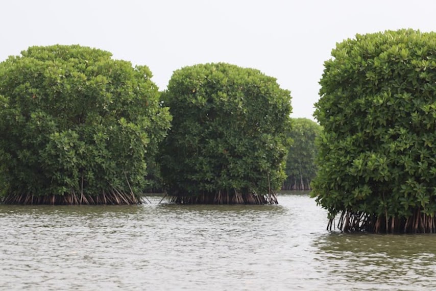 Kannur_Kavvayi_backwaters_1