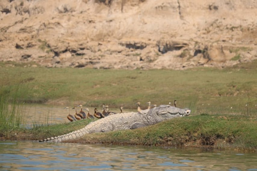 Kota_Chambal_river_safari_2