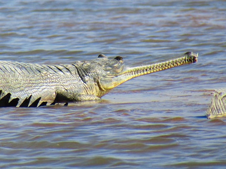 Kota_Chambal_river_safari_3