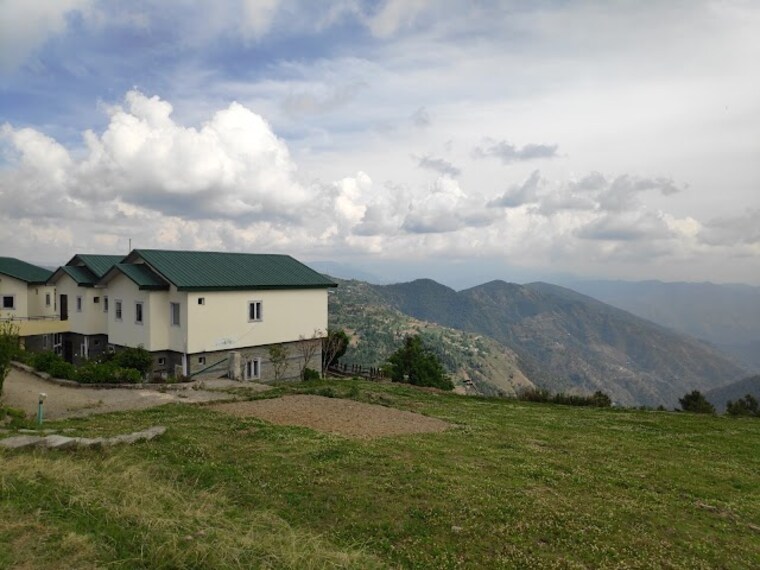 Kufri_Cedar_garden_1