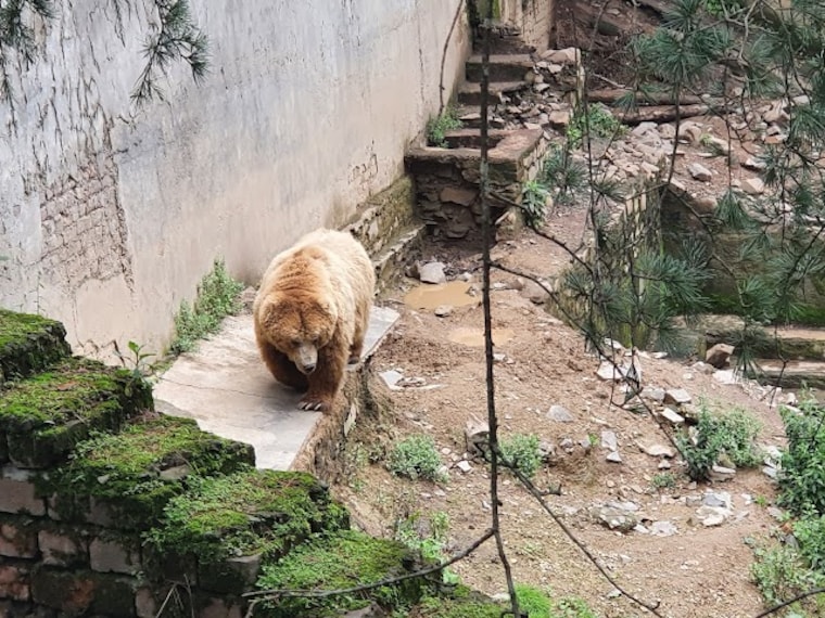 Kufri_Himalayan_nature_park_2