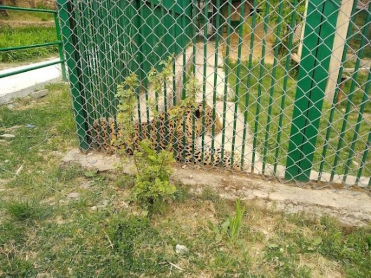 Kufri_Kufri_zoo_1
