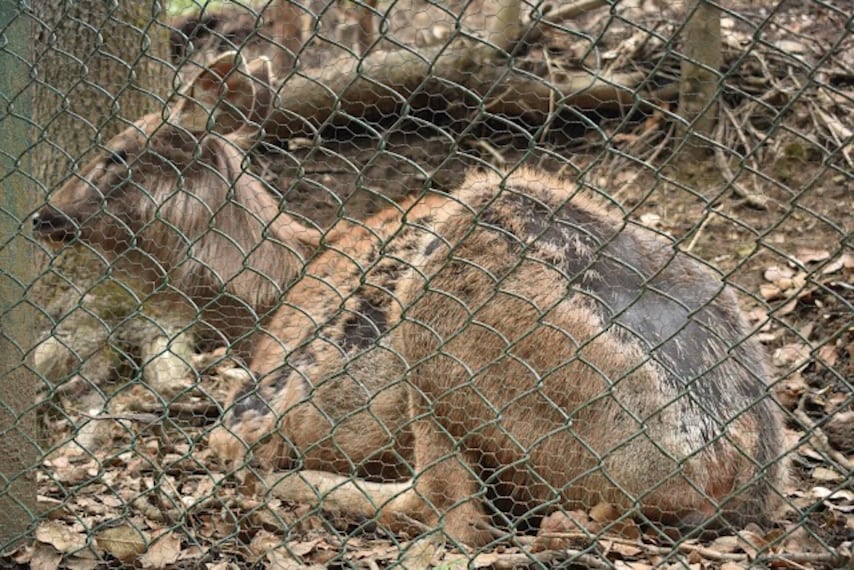 Kufri_zoo_2
