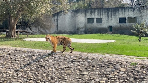 Chattbir Zoo Near Mohali