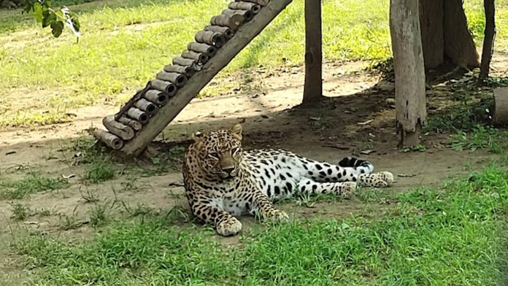 Mohali_Chattbir_zoo_2