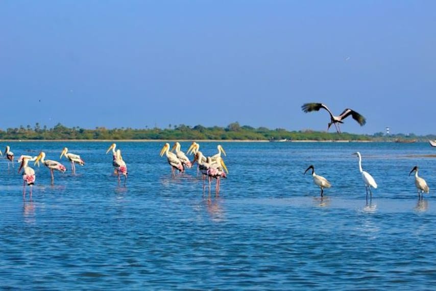Nellore_Pulicat_lake-1