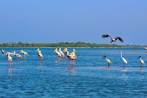 Pulicat Lake
