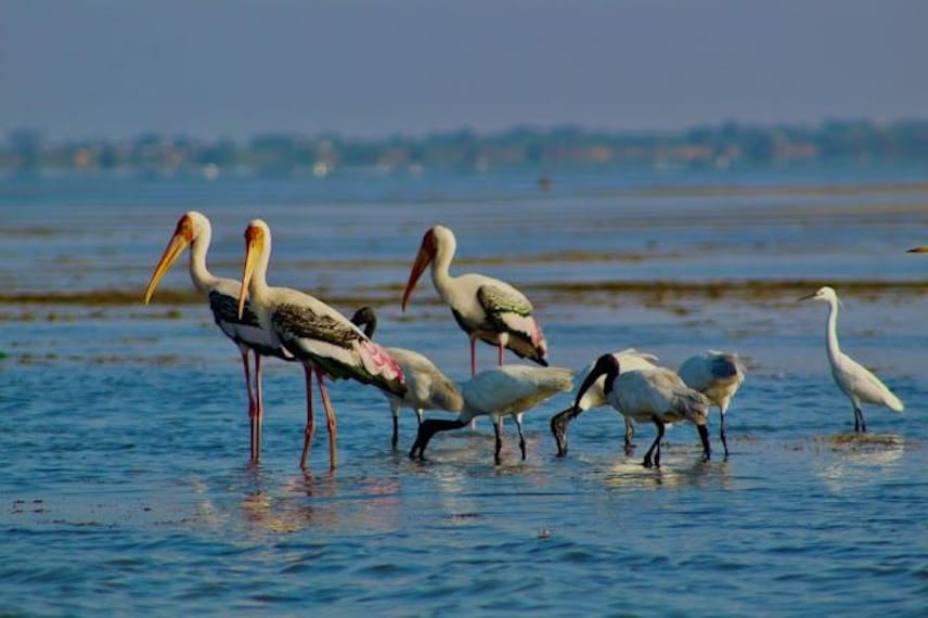 Nellore_Pulicat_lake-2