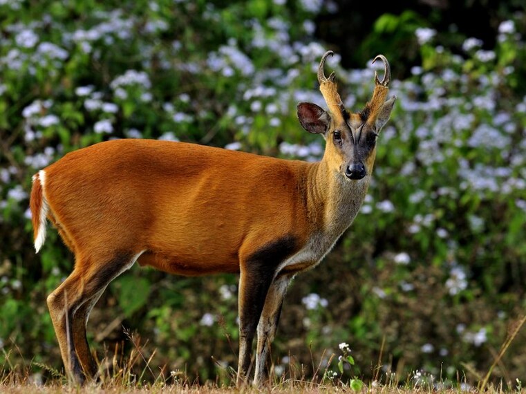 Palampur_Dhauladhar_national_park_2