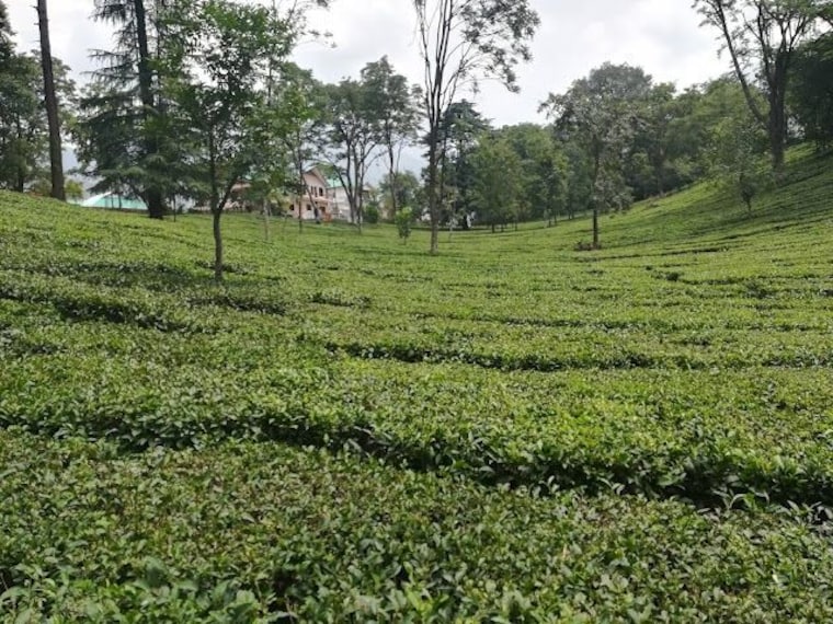 Palampur_Tea_garden_1