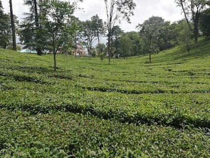 Tea Garden