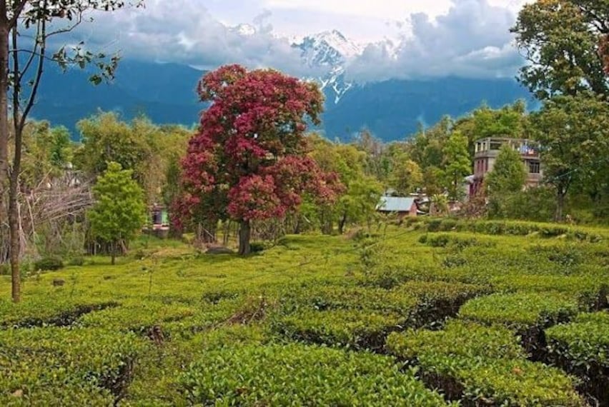 Palampur_Tea_garden_2