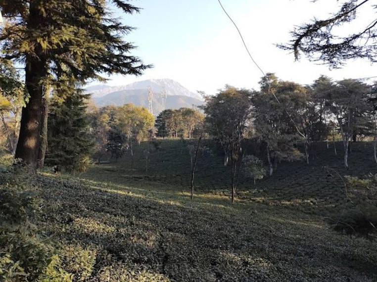 Palampur_Tea_garden_3