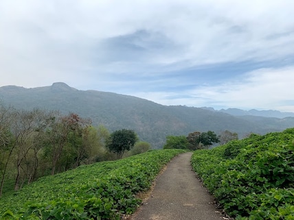Anamalai Hills