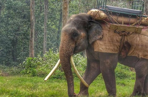 Topslip Tiger Reserve