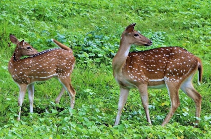 Pollachi_Topslip_tiger_reserve_3