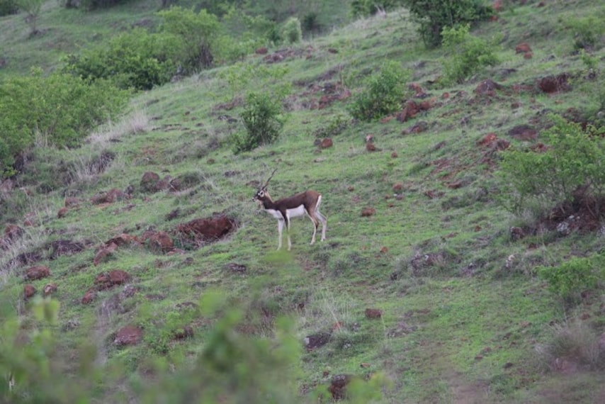 Sangli_Sagareshwar_animals_sanctuary_1