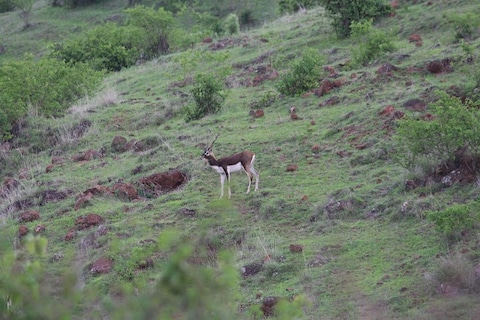 Sagareshwar Animals Sanctuary