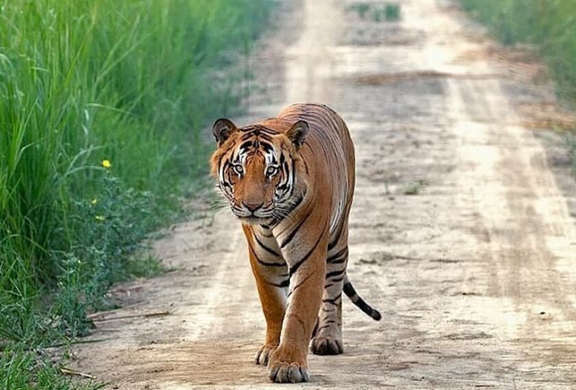 Shahjahanpur_Pilibhit_national_park_1