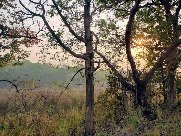 Shahjahanpur_Pilibhit_national_park_2