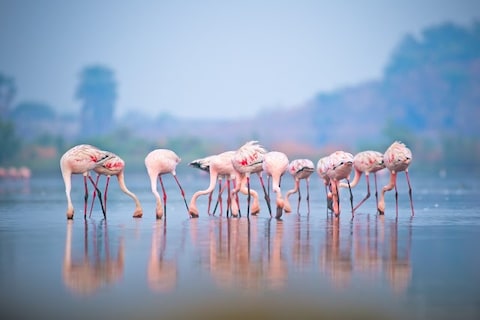 Thane Creek Flamingo Sanctuary