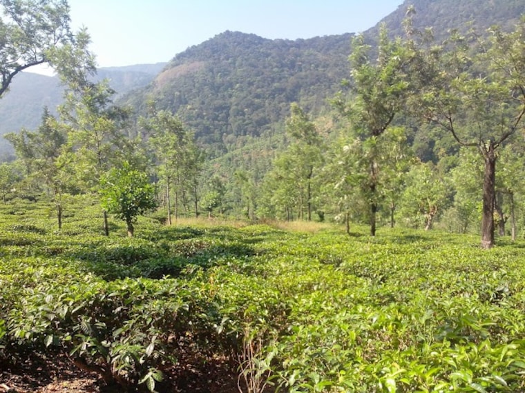 Tirunelveli_Manjolai_2