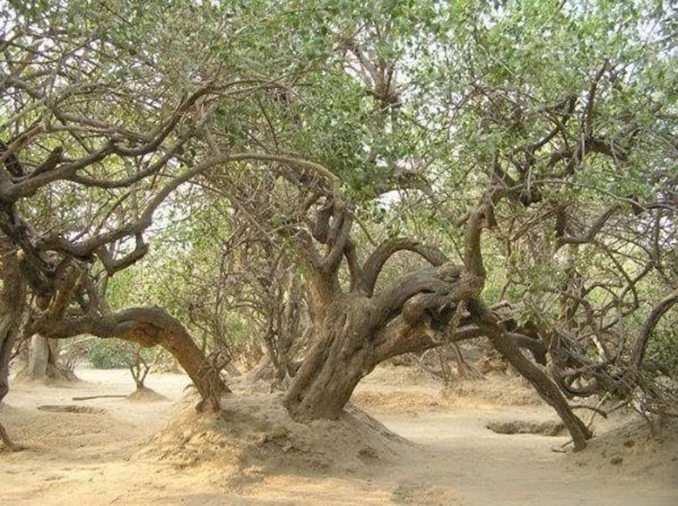 Vrindavan_Nidhivan_1