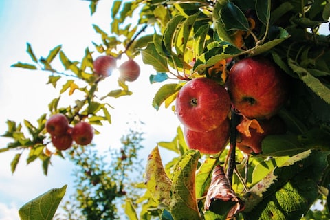 Apple Valley
