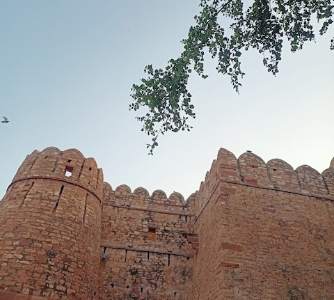 Phalodi