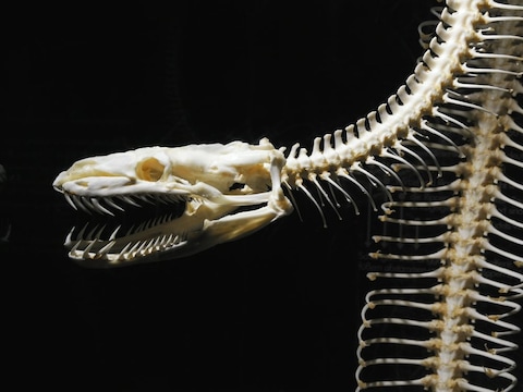 Zoology Museum