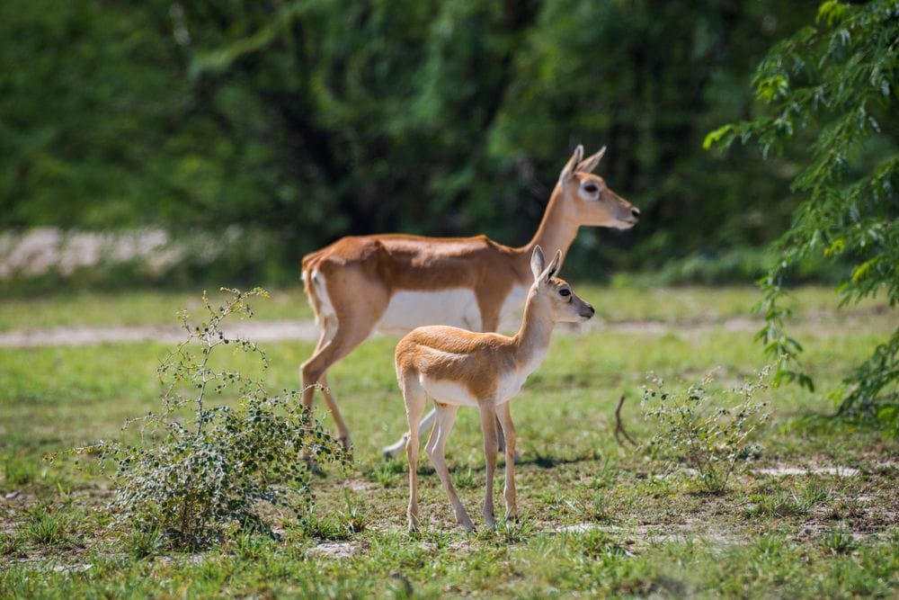 Darbhanga_Chhapar_2