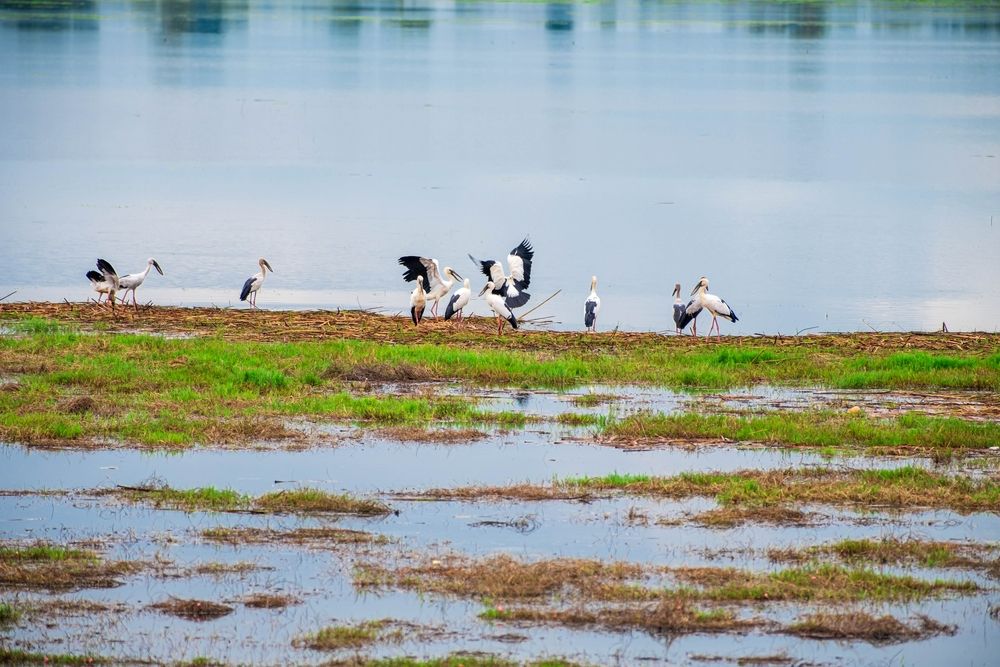 Lakshadweep_Pitti_Bird_Sanctuary_2
