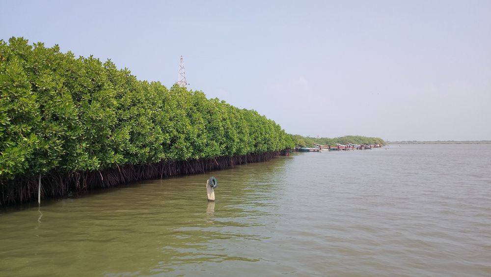 Chidambaram_pichavaram_4