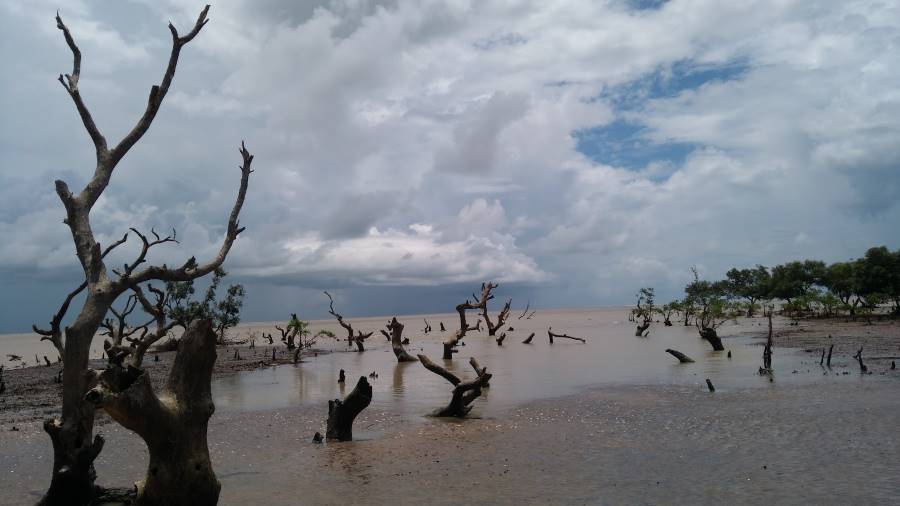 Balasore_Balasore_Bichitrapur_Mangrove_Sanctuary_1