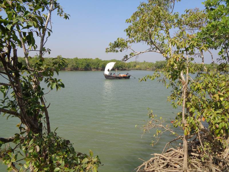 Balasore_Balasore_Bichitrapur_Mangrove_Sanctuary_3