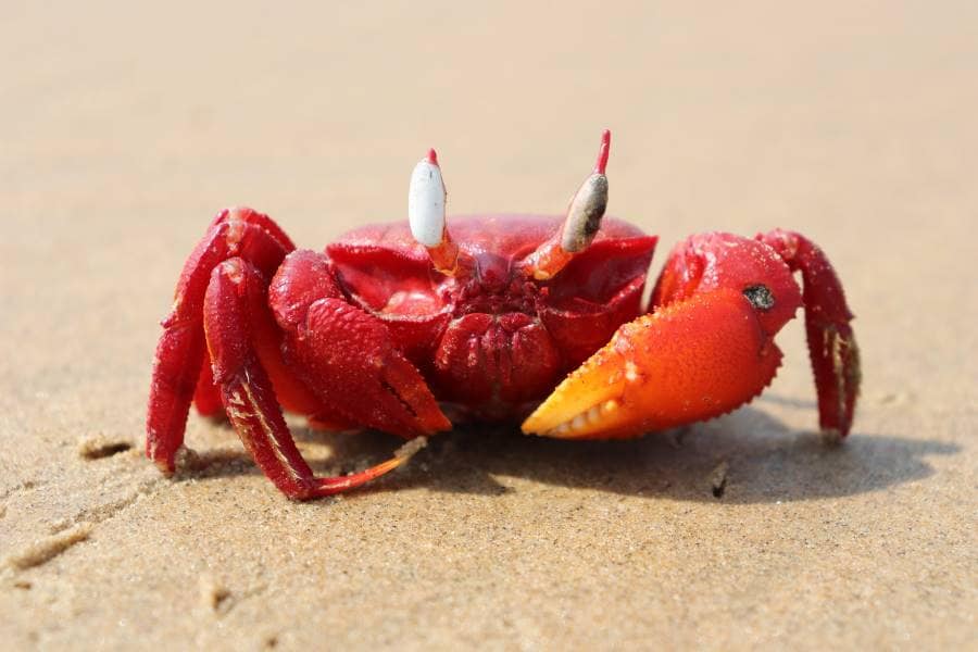Balasore_Dagara_Sea_Beach_7