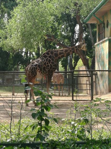 Beijing_Beijing_Zoo_5