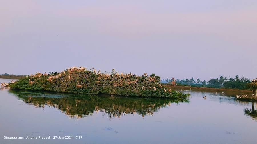 Bhimavaram_Kolleru_Bird_Sanctuary_1