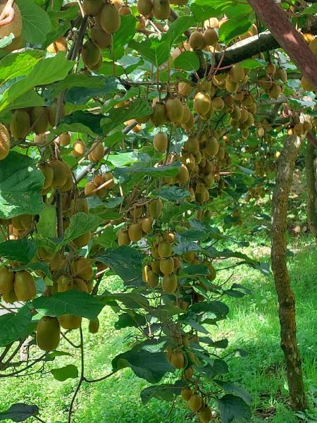 Bomdila_Apple_Orchards_2