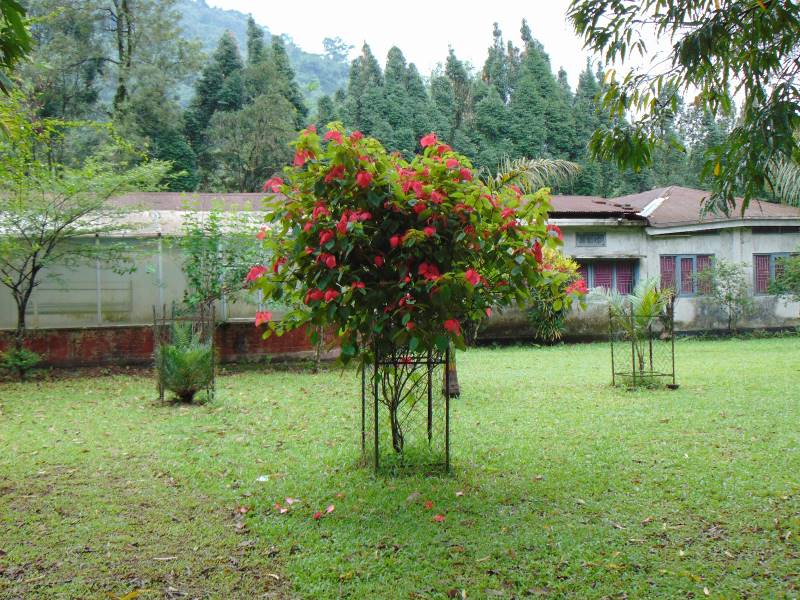 Bomdila_Orchid_Research_&_Development_Centre_10