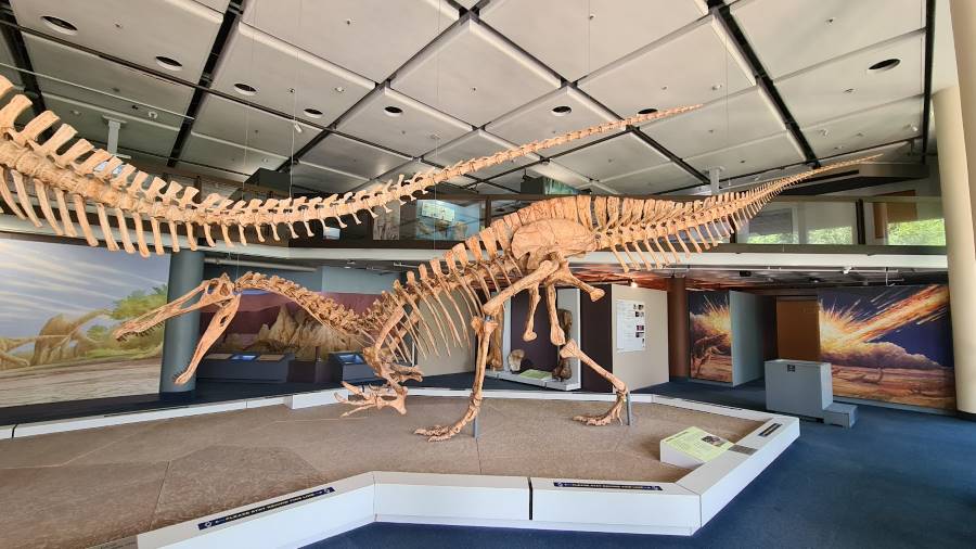 Cape_Town_Iziko_South_African_Museum_2