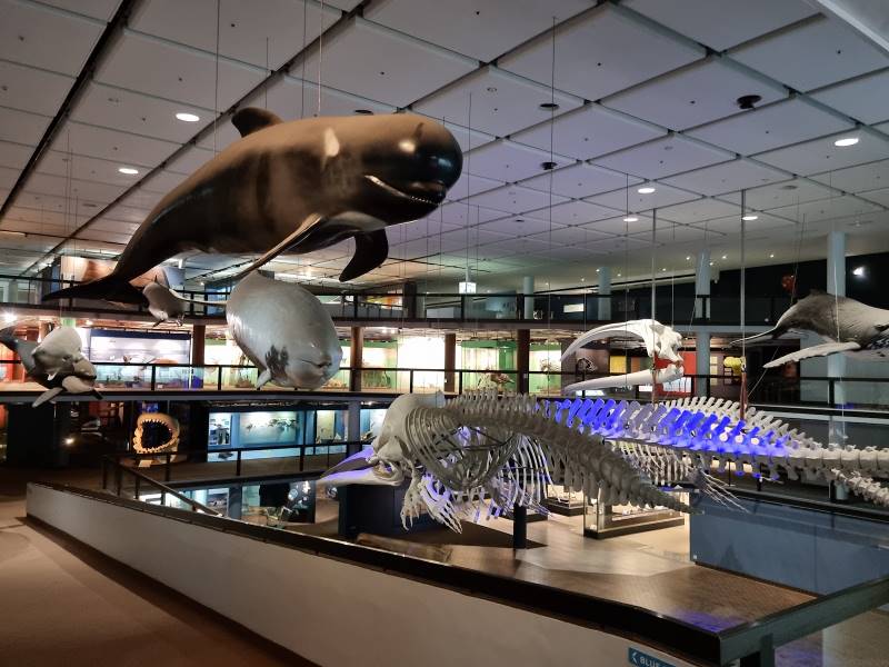Cape_Town_Iziko_South_African_Museum_3