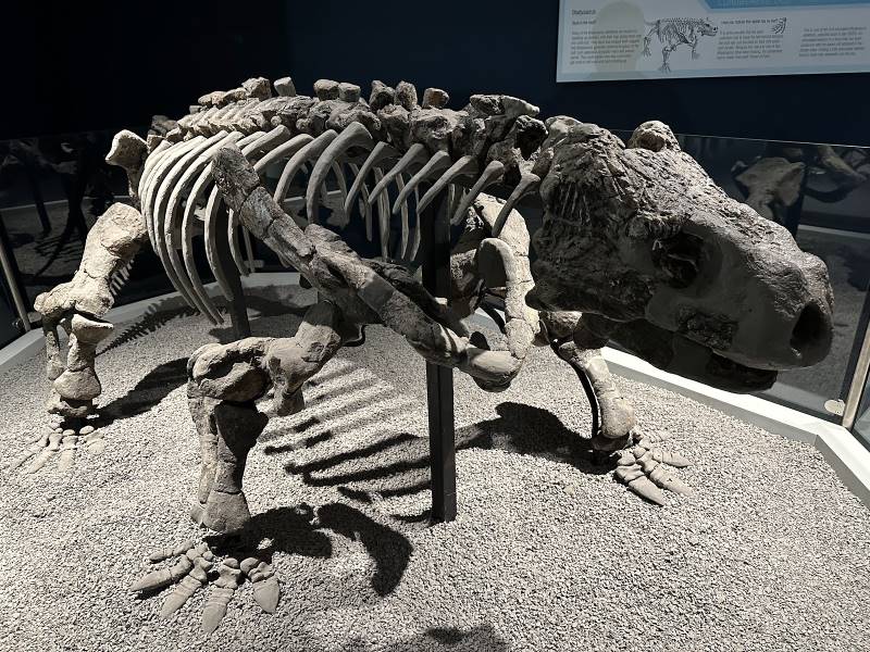 Cape_Town_Iziko_South_African_Museum_8
