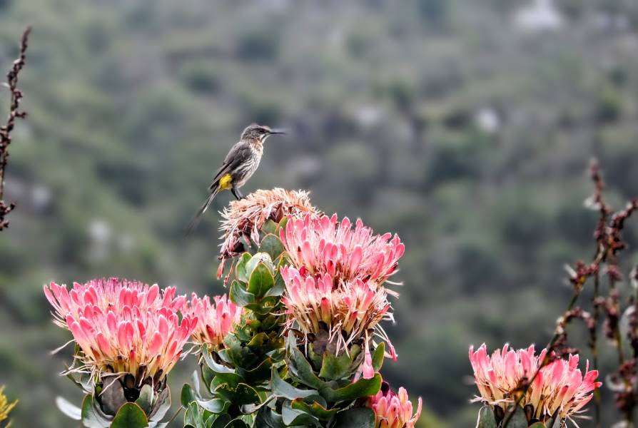 Cape_Town_Kirstenbosch_National_Botanical_Gardens_10