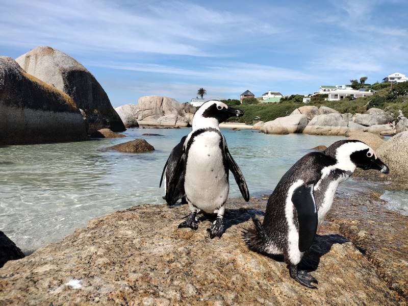 Cape_Town_Penguins_at_Boulders_Beach_3