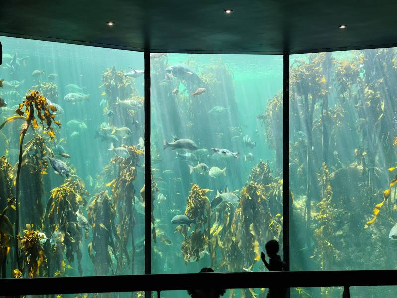 Cape_Town_Two_Oceans_Aquarium_1
