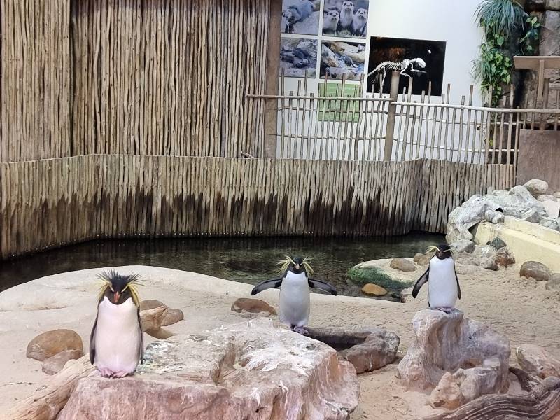 Cape_Town_Two_Oceans_Aquarium_5